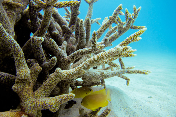 San hô lỗ đỉnh no-bi (Acropora nobilis). Khu vực phân bố: Quảng Ninh (Hạ Long, Cô Tô), Hải Phòng (Cát Bà, Bạch Long Vỹ), các tỉnh miền Trung từ Quảng Trị (Cồn Cỏ) đến Bà Rịa - Vũng Tàu (Côn Đảo), các đảo Tây Nam Bộ và quần đảo Trường Sa. Ảnh: Blogs.oregonstate.edu.
