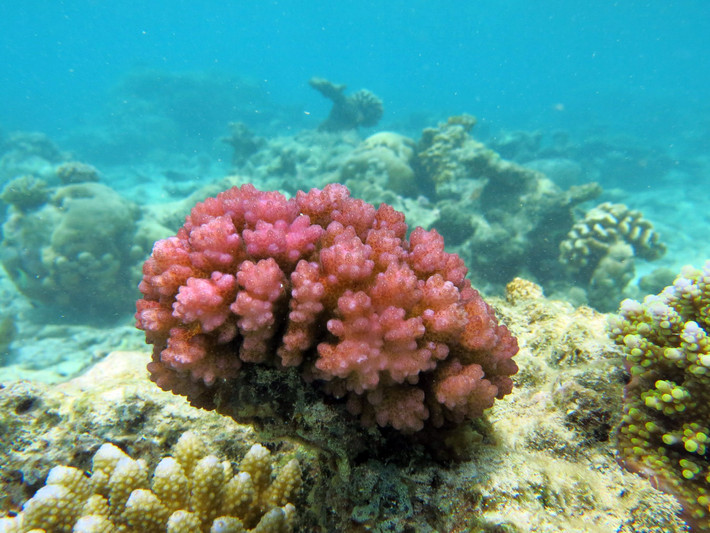 San hô cành đa mi (Pocillopora damicornis). Khu vực phân bố: Các rạn san hô từ Quảng Trị (đảo Cồn Cỏ) đến Bà Rịa - Vũng Tàu (Côn Đảo), các đảo Tây Nam Bộ (Thổ Chu, Nam Du, An Thới, Phú Quốc), quần đảo Trường Sa và Hoàng Sa. Ảnh: Wikipedia.