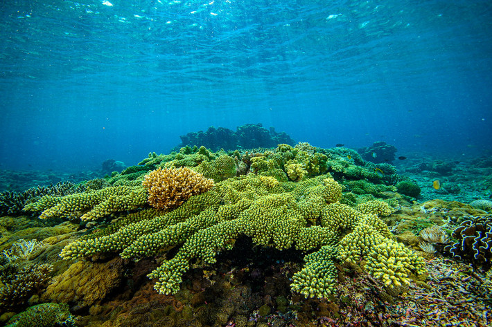 San hô lỗ đỉnh hoa (Acropora florida). Khu vực phân bố: Các rạn san hô từ vịnh Bắc Bộ đến vịnh Thái Lan và quần đảo Trường Sa, Hoàng Sa. Ảnh: CORAL Magazine.