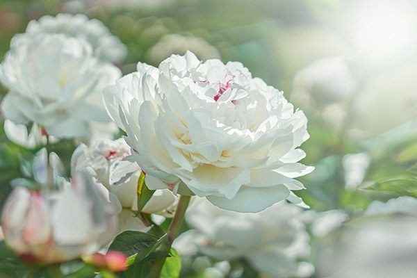 Hoa mẫu đơn: Tượng trưng cho sự phú quý, thịnh vượng và vẻ đẹp thanh nhã. Ảnh: Pinterest.