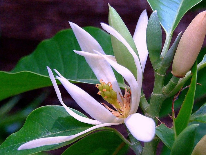 Hoa ngọc lan: Tượng trưng cho sự trong sáng, tinh khiết và tình yêu cao quý. Ảnh: Pinterest.
