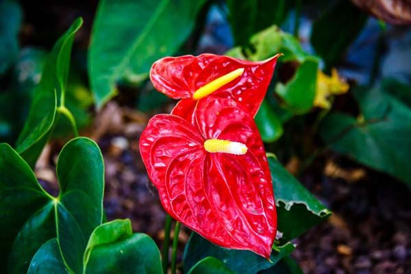 Hoa hồng môn: Tượng trưng cho sự nhiệt huyết, tình yêu chân thành và sự thịnh vượng. Ảnh: Pinterest.