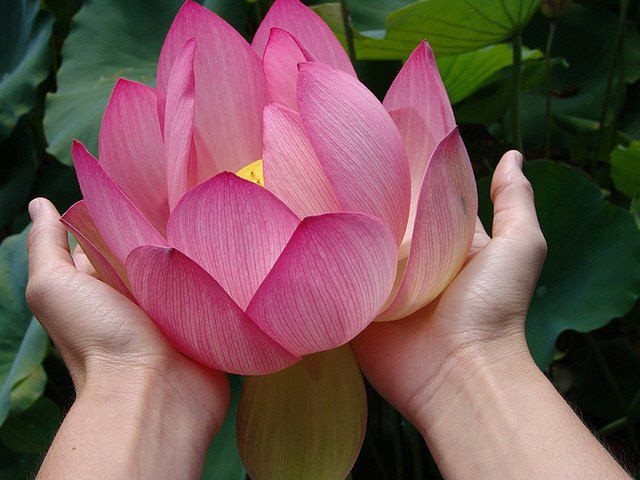 Hoa sen: Tượng trưng cho sự thuần khiết, cao quý, và tinh thần vượt qua khó khăn. Trong Phật giáo, hoa sen còn mang ý nghĩa giác ngộ và sự bình an. Ảnh: Pinterest.