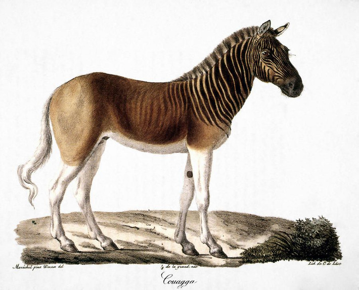 3. Ngựa vằn Quagga (Equus quagga quagga). Nơi sống: Nam Phi. Tuyệt chủng: Cuối thế kỷ 19. Nguyên nhân: Loài ngựa vằn này bị săn bắt làm thực phẩm và để lấy da. Ngoài ra môi trường sống của chúng cũng bị xâm hại. Ảnh: Pinterest.