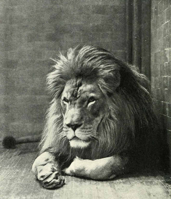 10. Sư tử Atlas (Panthera leo leo). Nơi sống: Bắc Phi. Tuyệt chủng: Đầu thế kỷ 20. Nguyên nhân: Phân loài sư tử này bị săn bắt không chỉ để lấy da và làm biểu tượng, mà còn để lấy thịt. Ngoài ra, sự xâm lấn của con người đã đẩy nhanh sự tuyệt chủng của chúng. Ảnh: Pinterest.