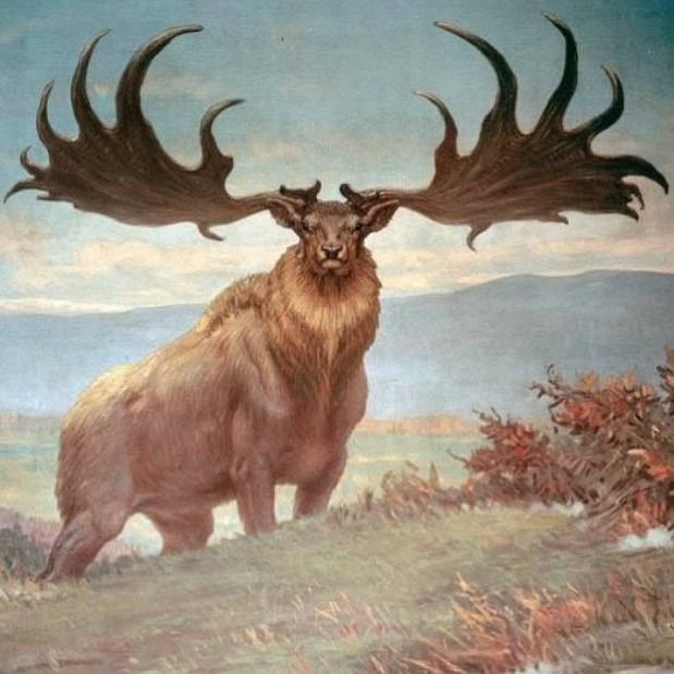 9. Hươu khổng lồ Ireland (Megaloceros giganteus). Nơi sống: Châu Âu và Bắc Á. Tuyệt chủng: Khoảng 7.700 năm trước. Nguyên nhân: Loài hươu này bị săn bắt để làm thực phẩm bởi con người tiền sử và cũng gặp phải tình trạng thiếu nguồn thức ăn trong kỷ băng hà cuối cùng. Ảnh: Pinterest.