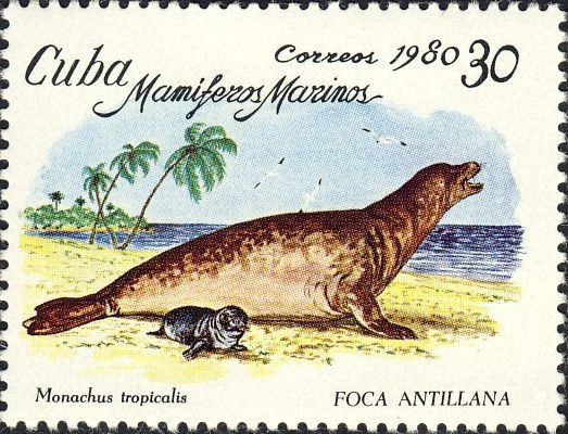 4. Hải cẩu thầy tu Caribbean (Monachus tropicalis). Nơi sống: Biển Caribbean và vịnh Mexico. Tuyệt chủng: Thế kỷ 20. Nguyên nhân: Loài hải cẩu này bị săn bắt để lấy dầu từ mỡ của chúng và cũng bị ăn thịt. Sự suy giảm nhanh chóng số lượng đã dẫn đến tuyệt chủng. Ảnh: Pinterest.