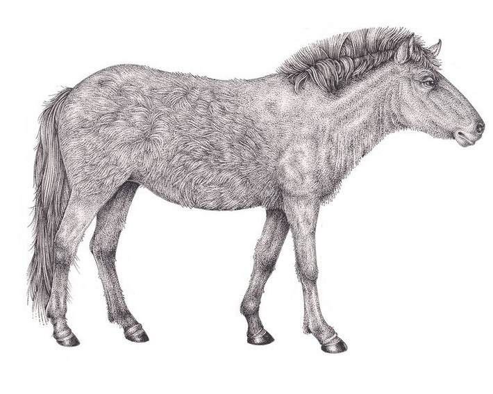 11. Ngựa hoang Tarpan (Equus ferus ferus). Nơi sống: Châu Âu. Tuyệt chủng: Cuối thế kỷ 19. Nguyên nhân: Loài ngựa hoang dã này bị săn bắt làm thực phẩm và bị giết hại vì cạnh tranh nguồn thức ăn với gia súc. Ảnh: Pinterest.