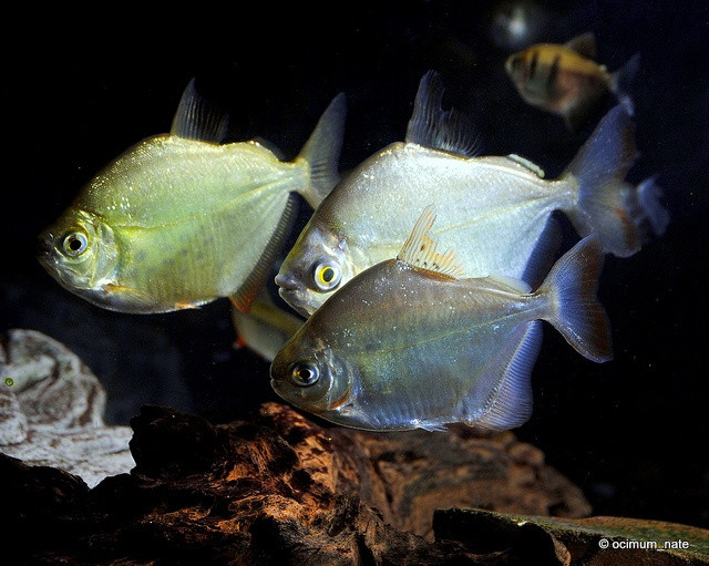 7. Cá hổ Piranha (Serrasalmidae). Cá Piranha nổi tiếng với hàm răng sắc nhọn và tập tính săn mồi hung hãn. Tuy nhiên, hầu hết các loài Piranha là loài ăn xác thối và thực vật, chỉ một số ít loài ăn thịt. Ảnh: Pinterest.