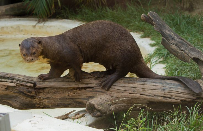 11. Rái cá khổng lồ (Pteronura brasiliensis). Rái cá khổng lồ có chiều dài đến 1,8 mét (tính cả đuôi), sống trong các dòng sông và hồ nước ở Amazon. Chúng là những thợ săn cá tài năng và sống theo bầy đàn rất gắn kết. Ảnh: Pinterest.