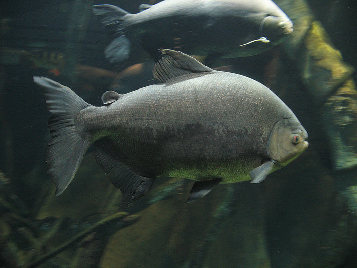 13. Cá Pacu (Colossoma macropomum). Cá Pacu là họ hàng gần của cá Piranha nhưng ăn chủ yếu là thực vật. Chúng có răng hình dạng giống răng người, được sử dụng để nghiền nát các loại hạt và quả cứng rơi xuống sông. Ảnh: Pinterest.