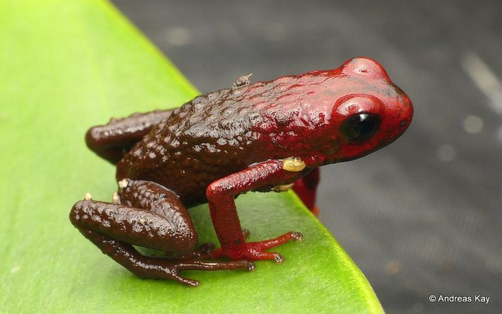 4. Ếch phi tiêu độc (Dendrobatidae). Các loài ếch phi tiêu độc có màu sắc rực rỡ và là một trong những loài động vật độc nhất trên thế giới. Chất độc trên da của chúng được các bộ lạc sử dụng để tẩm lên phi tiêu săn bắn. Ảnh: Pinterest.