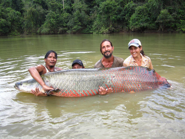12. Cá hải tượng long (Arapaima). Có thể dài đến 3 mét, có những chiếc vảy óng ánh đỏ, hải tượng long là một trong những loài cá nước ngọt lớn nhất trên thế giới. Chúng sống ở lưu vực sông Amazon và Essequibo. Ảnh: Pinterest.