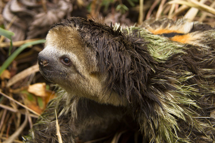 6. Lười ba ngón (Bradypus tridactylus). Lười ba ngón di chuyển chậm chạp và dành phần lớn thời gian treo mình trên các nhánh cây. Chúng có một lớp tảo xanh mọc trên lông, giúp ngụy trang trong môi trường rừng rậm. Ảnh: Pinterest.