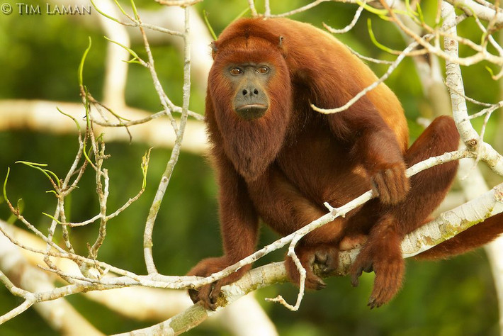 3. Khỉ rú đỏ (Alouatta seniculus). Loài khỉ này được biết đến với tiếng rú vang xa có thể nghe thấy từ khoảng cách hơn 5 km. Chúng có một cổ họng đặc biệt để tạo ra những âm thanh lớn. Loài này sống trong các tán cây cao của rừng nhiệt đới. Ảnh: Pinterest.