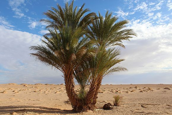  Cây chà Là (Phoenix dactylifera). Chà là là một trong những loài cây biểu tượng của các vùng sa mạc Bắc Phi, bao gồm cả Sahara. Chúng có rễ rất sâu để hút nước từ tầng đất dưới. Quả chà là là nguồn dinh dưỡng quan trọng cho người dân và động vật trong khu vực. Ảnh: Pinterest.