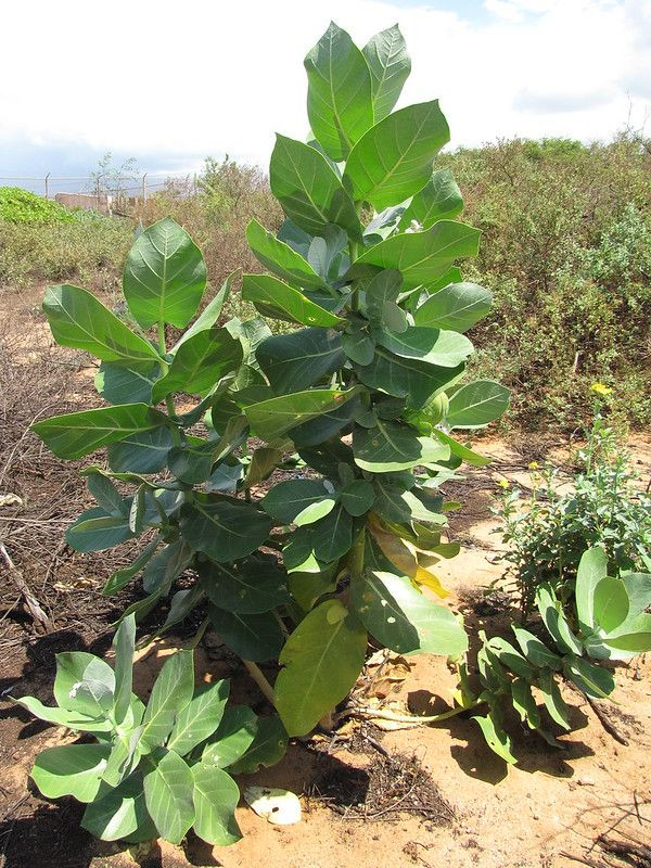 Cây sodom (Calotropis procera). Đây là một loài cây có khả năng sống sót trong điều kiện khô cằn. Thân cây chứa nhựa độc, giúp bảo vệ nó khỏi động vật ăn cỏ và cũng là nguồn dược liệu trong y học dân gian. Ảnh: Pinterest.