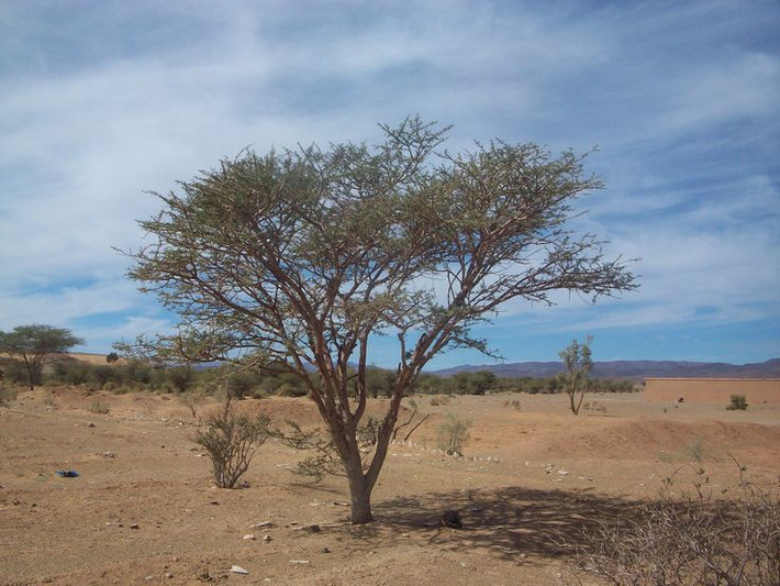 Cây keo Sahara (Acacia tortilis). Loài cây này có khả năng chịu đựng cực tốt trước nhiệt độ cao và thiếu nước. Cây có lá nhỏ và gai để giảm thoát hơi nước. Đây cũng là nguồn thức ăn và bóng râm cho các loài động vật trong sa mạc. Ảnh: Pinterest.