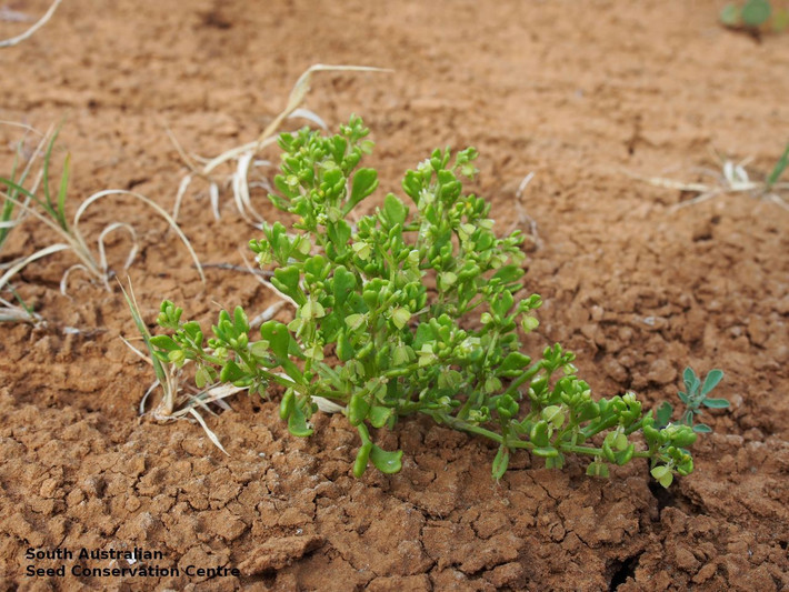 Cây bạch hoa đậu bụi (Zygophyllum dumosum). Cây bụi này thường mọc thành cụm, có lá nhỏ, dày giúp giảm thoát hơi nước và bảo vệ khỏi nhiệt độ cao của sa mạc. Chúng phát triển rất chậm và sống lâu. Ảnh: Pinterest.