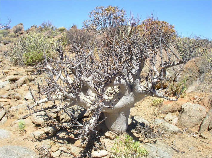 Cây nhựa thơm (Commiphora africana). Loài cây này có khả năng sinh tồn trong điều kiện khắc nghiệt bằng cách phát triển lá nhỏ và tích trữ nước trong thân. Nhựa thơm của chúng còn được dùng làm dược liệu và hương liệu. Ảnh: Pinterest.
