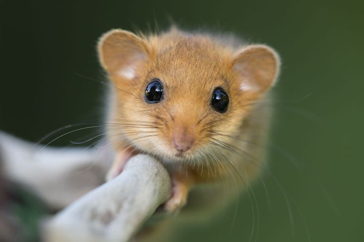 8. Dormice (chuột nhồi thịt). Nghe hơi “ghê ghê” nhưng dormice là một món ăn sang trọng dành cho giới quý tộc La Mã. Những con chuột đồng được vỗ béo đặc biệt, sau đó được nhồi với hỗn hợp hạt dẻ, thịt lợn và gia vị, rồi nướng lên. Ảnh: Pinterest.