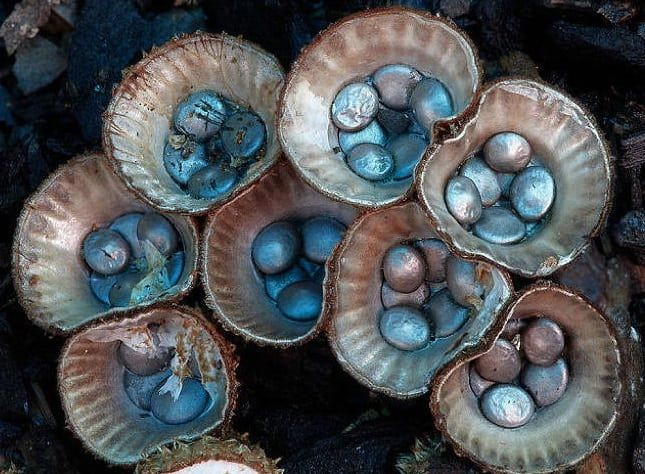 Nấm tổ chim (Cyathus striatus). Loài nấm này có hình dạng giống như tổ chim, chứa các bào tử nhỏ giống như trứng trong các "tổ". Khi mưa rơi vào, các bào tử được phóng ra và phân tán. Ảnh: Pinterest.