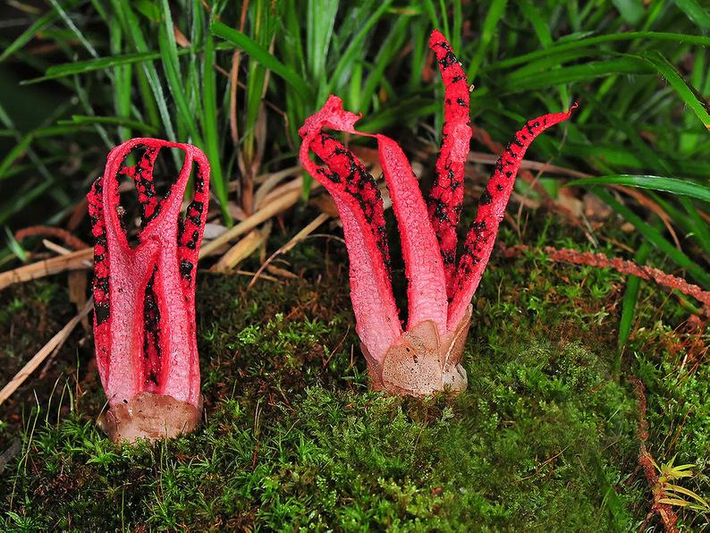 Nấm tay quỷ (Clathrus archeri). Loài nấm này trông giống như một bàn tay quỷ đỏ sẫm thò lên từ đất, với mùi hôi thối và tiết ra chất nhầy để thu hút côn trùng phát tán bào tử. Ảnh: Pinterest.