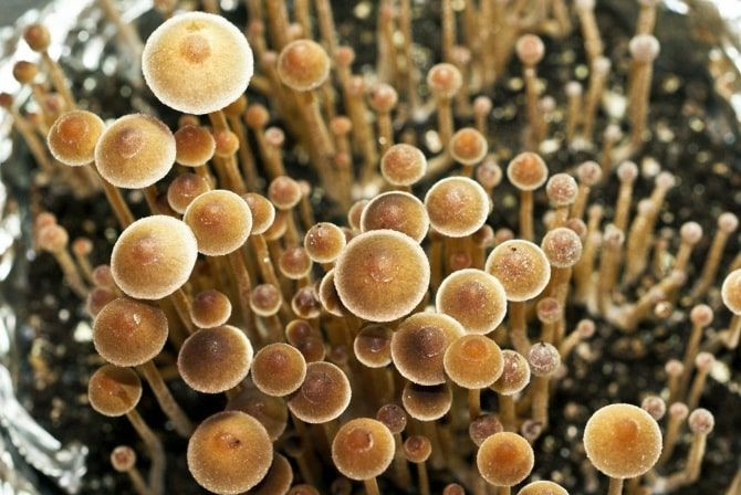 Nấm psilocybin (Psilocybe cubensis). Loài nấm này chứa chất psilocybin gây ảo giác mạnh. Nó đã được sử dụng trong các nghi lễ tâm linh từ hàng nghìn năm và hiện đang được nghiên cứu về tác động điều trị tâm thần. Ảnh: Pinterest.