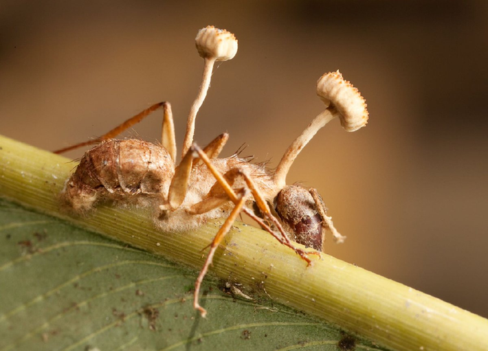Nấm Cordyceps (Ophiocordyceps unilateralis). Loài nấm ký sinh này tấn công các loài côn trùng, đặc biệt là kiến, kiểm soát hành vi của vật chủ rồi phát triển từ bên trong cơ thể của chúng. Sau khi vật chủ chết, nấm phát triển ra ngoài, tiếp tục chu kỳ sinh sản. Ảnh: Pinterest.