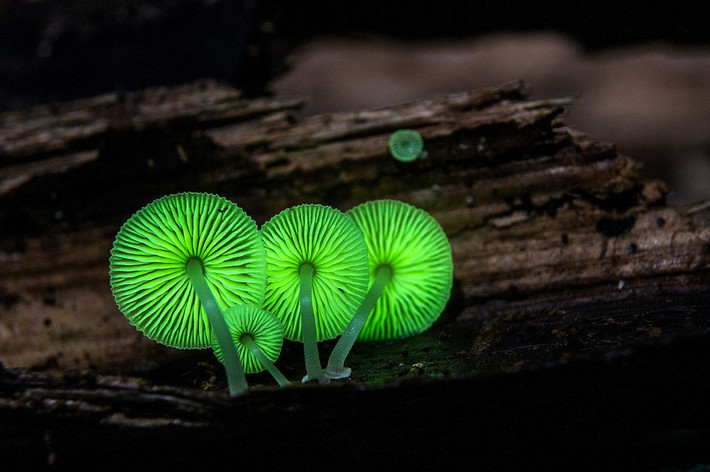 Nấm phát sáng (Mycena chlorophos). Đây là một trong những loài nấm phát quang sinh học, tự phát ra ánh sáng màu xanh lục vào ban đêm, giúp thu hút côn trùng để phát tán bào tử. Ảnh: Pinterest.
