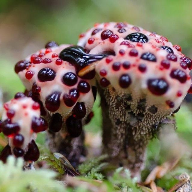 Nấm Bleeding Tooth (Hydnellum peckii). Loài nấm này có bề mặt tiết ra chất dịch màu đỏ giống như máu, làm cho nó trông giống như một chiếc răng chảy máu. Ảnh: Pinterest.