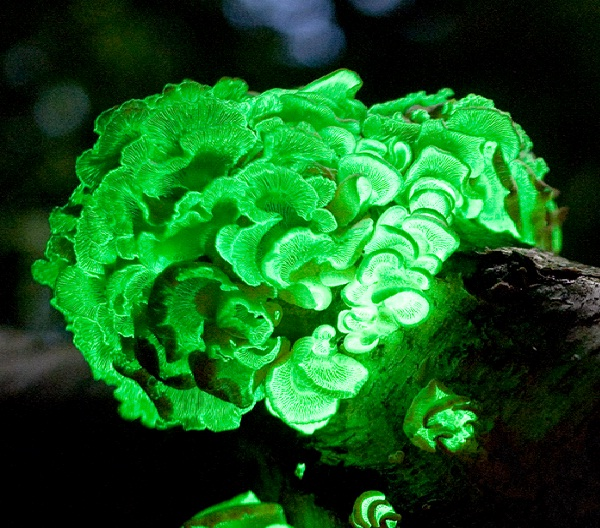Nấm phát sáng (Bioluminescent Panellus). Nấm phát sáng có thể tự phát ra ánh sáng trong điều kiện tối, một cơ chế thu hút côn trùng và các loài phát tán bào tử. Ảnh: Pinterest.