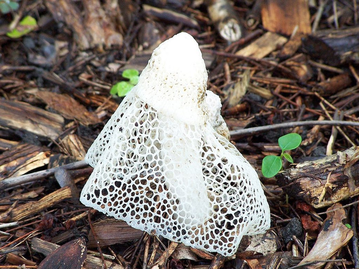Nấm quý cô che mặt (Dictyophora indusiata). Nấm này có một mạng lưới mỏng trông giống như chiếc váy xòe hoặc mạng che mặt. Nấm cũng có mùi hôi để thu hút côn trùng giúp phát tán bào tử. Ảnh: Pinterest.