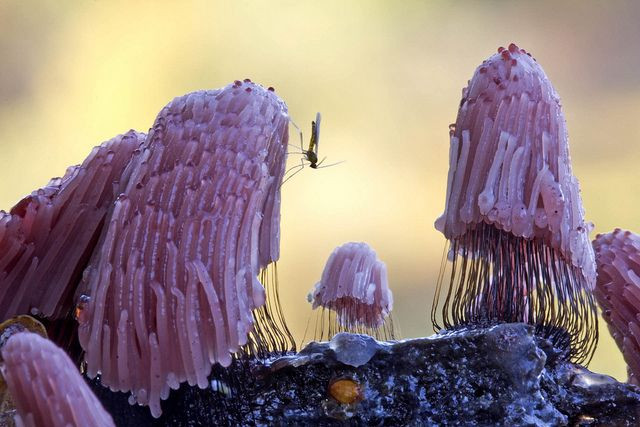 Nấm Stemonitis (Stemonitis fusca). Đây là một loại nấm nhớt với hình dáng giống như lông vũ mỏng manh. Nấm này phát triển nhanh chóng và tan biến chỉ sau một thời gian ngắn. Ảnh: Pinterest.