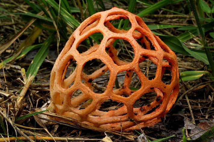 Nấm nơm rổ (Clathrus ruber). Loài nấm này có hình dạng giống chiếc rổ hoặc lưới đỏ, với một cấu trúc phức tạp. Nó có mùi rất hôi để thu hút côn trùng, giúp phát tán bào tử. Ảnh: Pinterest.