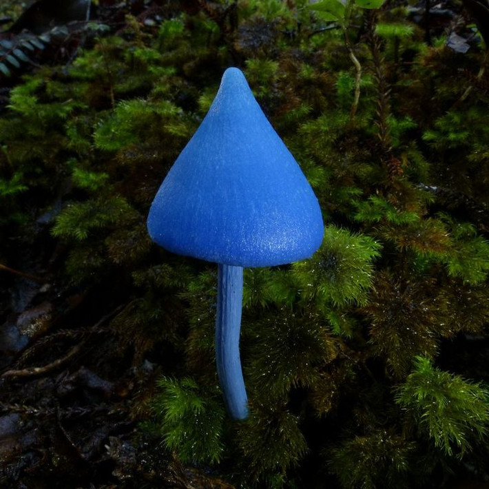 Nấm Entoloma hochstetteri. Nấm có màu xanh dương rực rỡ hiếm gặp trong tự nhiên. Dù rất đẹp mắt, loài nấm này có thể gây ngộ độc nếu ăn phải. Ảnh: Pinterest.