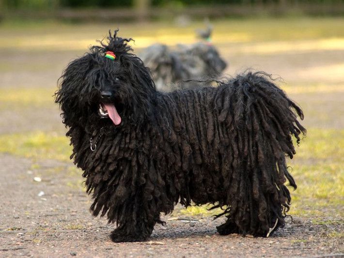 Puli. Nổi tiếng với bộ lông dài như làm từ dây thừng bện, chó Puli có nguồn gốc từ Hungary và được dùng làm chó chăn cừu. Bộ lông độc đáo của chúng giúp bảo vệ khỏi thời tiết xấu. Ảnh: Pinterest.