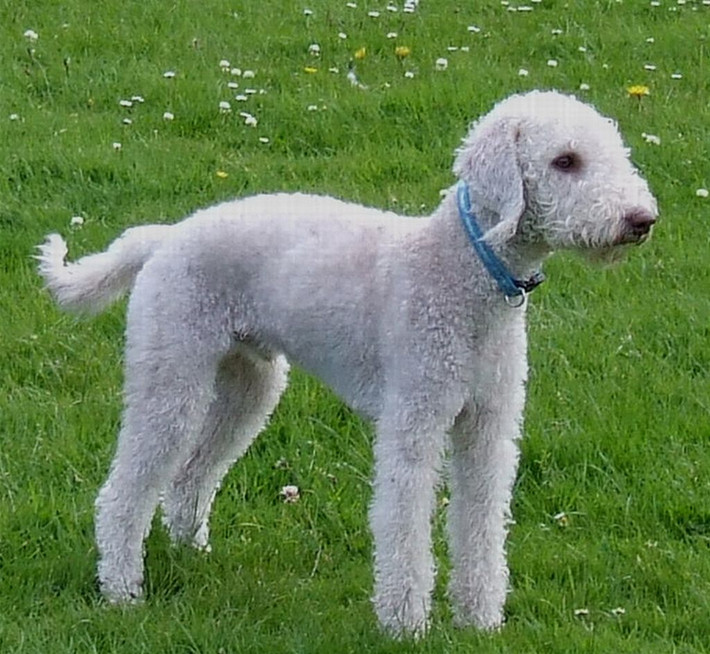 Bedlington Terrier. Giống chó này có ngoại hình giống như một chú cừu nhỏ với bộ lông mềm mại, xoăn và đầu hình quả lê. Tính cách của chúng là sự pha trộn giữa hiền lành, dũng cảm và năng động. Ảnh: Pinterest.