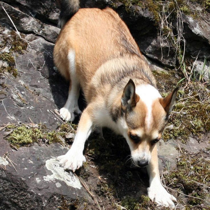 Norwegian Lundehund. Chó Lundehund Na Uy có khả năng di chuyển tốt ở địa hình hiểm trở nhờ có sáu ngón chân trên mỗi bàn chân và các khớp xương linh hoạt. Chúng từng được nuôi để săn chim hải âu trên các vách đá dốc. Ảnh: Pinterest.