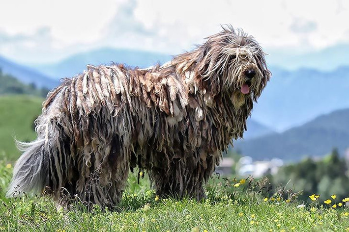 Bergamasco Shepherd. Giống chó chăn cừu này có bộ lông tự nhiên tạo thành các lớp "mái tóc" giống như dây thừng, giúp bảo vệ chúng khỏi thời tiết khắc nghiệt. Ảnh: Pinterest.