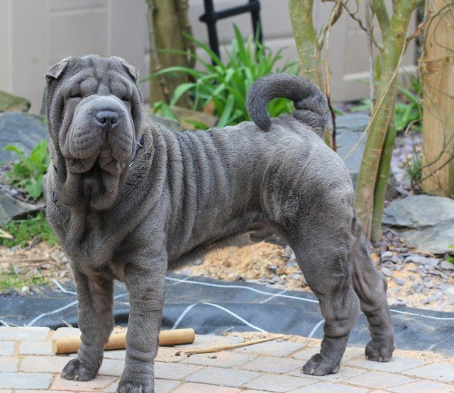 Shar Pei. Giống chó Trung Quốc này có làn da nhăn nheo với các nếp gấp khắp cơ thể, tạo nên ngoại hình rất độc đáo. Shar Pei có tính cách độc lập và được nuôi như chó bảo vệ từ hàng ngàn năm trước. Ảnh: Pinterest.