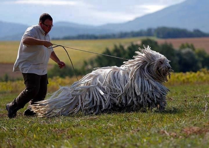 Komondor. Giống chó khổng lồ từ Hungary này có bộ lông dài giống như những chiếc dây thừng trắng. Rất khỏe và dũng cảm, chúng được nuôi để bảo vệ gia súc khỏi chó sói. Ảnh: Pinterest.