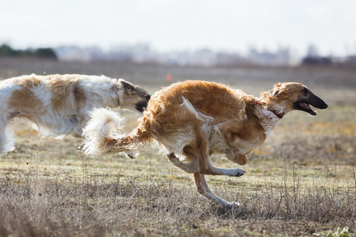 Borzoi. Giống chó săn của Nga này có vóc dáng thanh thoát, bộ lông dài mượt và tính cách hòa nhã. Có tốc độ nhanh, chúng thường được nuôi để làm chó săn. Ảnh: Pinterest.