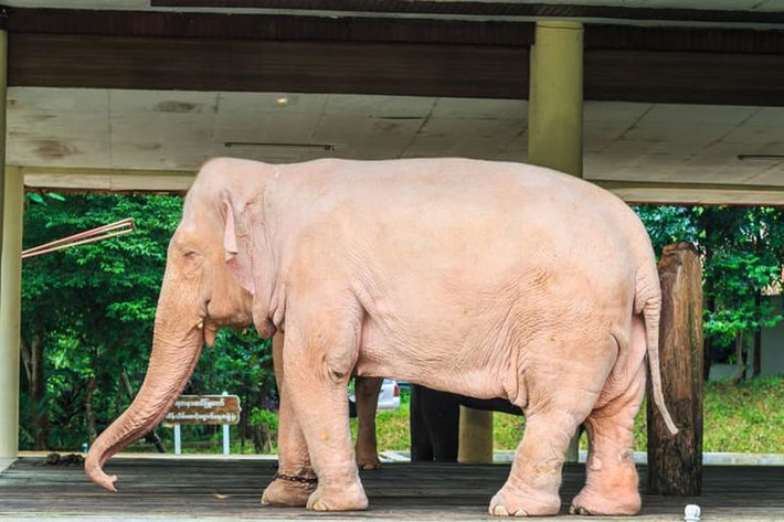 10. Voi bạch tạng. Voi bạch tạng không phải là hoàn toàn trắng mà thường có màu hồng nhạt hoặc xám nhạt. Chúng được coi là linh vật thiêng liêng trong nhiều nền văn hóa, đặc biệt là ở Thái Lan. Ảnh: Pinterest./td>