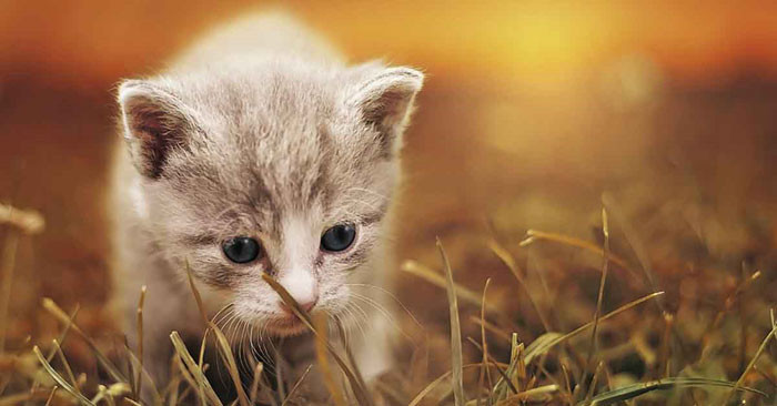 Tuổi Mão: Tháng 10 là một thời điểm khá thuận lợi cho người tuổi Mão. Với sự thông minh và nhạy bén, họ dễ dàng nhận ra điểm mạnh và yếu của bản thân, từ đó đưa ra những quyết định chính xác. Hơn nữa, tuổi Mão còn được quý nhân giúp đỡ và sự tín nhiệm từ đồng nghiệp, cấp trên, khiến cho công việc của họ tiến triển rất suôn sẻ.