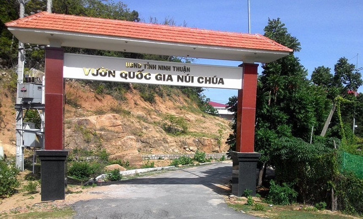 Các nhà khoa học Việt Nam và Nga vừa xác định một loài bò sát mới thông qua việc nghiên cứu các mẫu vật thu được trong chuyến khảo sát thực địa của Trung tâm Nhiệt đới Việt - Nga tại Vườn quốc gia Núi Chúa (Ninh Thuận) vào năm 2023. Ảnh: VinWonders.