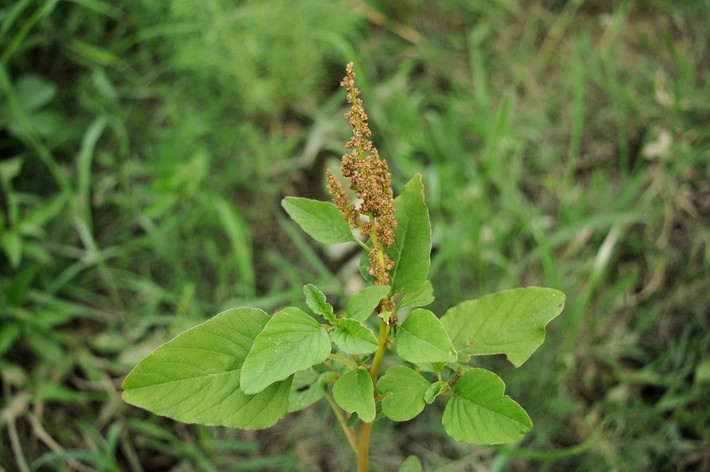 Dền đất (Amaranthus viridis) cao 60-80 cm, là cây bản địa của miền Nam nước Mỹ và Mexico. Được dùng làm rau xanh, loài cây này đã được du nhập đến các châu lục khác nhau và trở thành một phần của hệ thực vật tự nhiên ở nhiều nơi. Ảnh: Plants of the World Online.