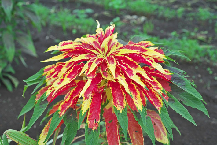 Dền đỏ (Amaranthus tricolor) cao 60-90 cm, có nguồn gốc từ vùng nhiệt đới châu Á. Loài cây này đã được tạo ra nhiều giống có màu sắc khác nhau, để làm cảnh hoặc làm thực phẩm. Ngày nay chúng được trồng phổ biến ở các khu vực ấm áp trên khắp thế giới. Ảnh: Gardening Know How.