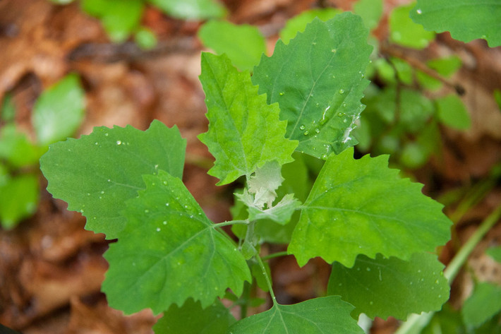 Rau chân vịt (Spinacia oleracea) cao 20-60 cm, có nguồn gốc từ Trung và Tây Nam Á. Các giống thương phẩm của loài cây này được trồng phổ biến khắp thế giới, có hình thái khác với cây hoang dã. Chúng được coi là một loại rau tốt cho sức khỏe. Ảnh: Backyard Forager.