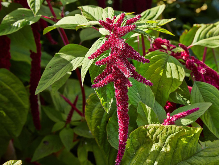 Dền đuôi chồn (Amaranthus caudatus) cao 2,5 mét, có nguồn gốc từ Nam Mỹ. Loài thực vật ăn được này sống ở nhiều sinh cảnh khác nhau và được cư dân địa phương dùng làm thực phẩm từ thời cổ đại. Ảnh: Wikimedia.